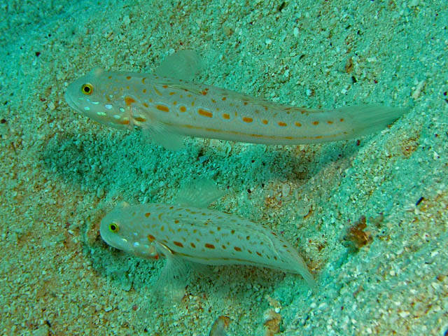 Valenciennea puellaris (Ghiozzo a macchie arancio)